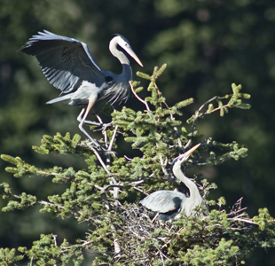 Gale Gatto, Fine Art Photography, blue herons award winning picture, heron 1