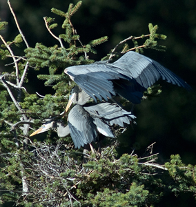 Gale Gatto, Fine Art Photography, blue herons award winning picture, heron 3
