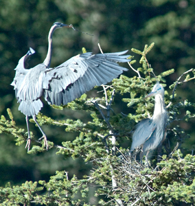 Gale Gatto, Fine Art Photography, blue herons award winning picture, heron 2
