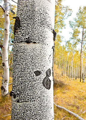 Gale Gatto, Fine Art Photography, award winning shot of a spotted aspen, winner of Banner Contest
